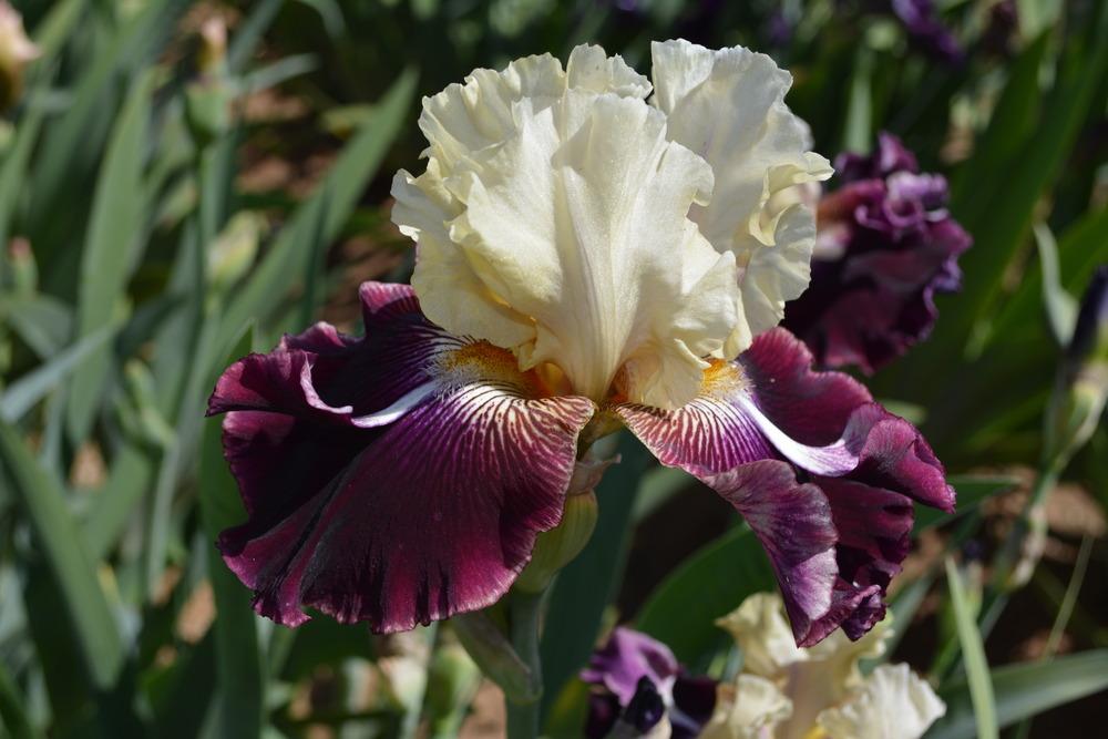 Photo of Tall Bearded Iris (Iris 'Air Hog') uploaded by Phillipb2