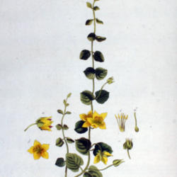 
Date: 2006-05-11
Lysimachia nummularia Flora Batava, Volume 3 (1814) Christiaan Se