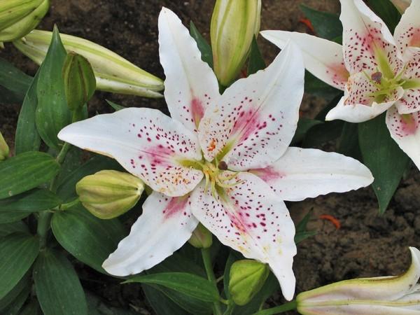 Photo of Oriental Lily (Lilium 'Muscadet') uploaded by admin