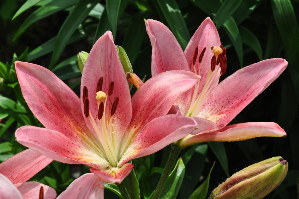 Photo of Lily (Lilium 'Unique') uploaded by admin