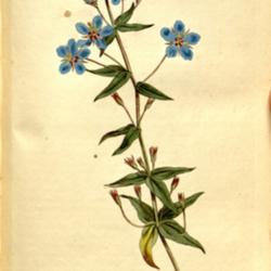 
Anagallis monelli Curtis The Botanical Magazine, Volume 9. 1795