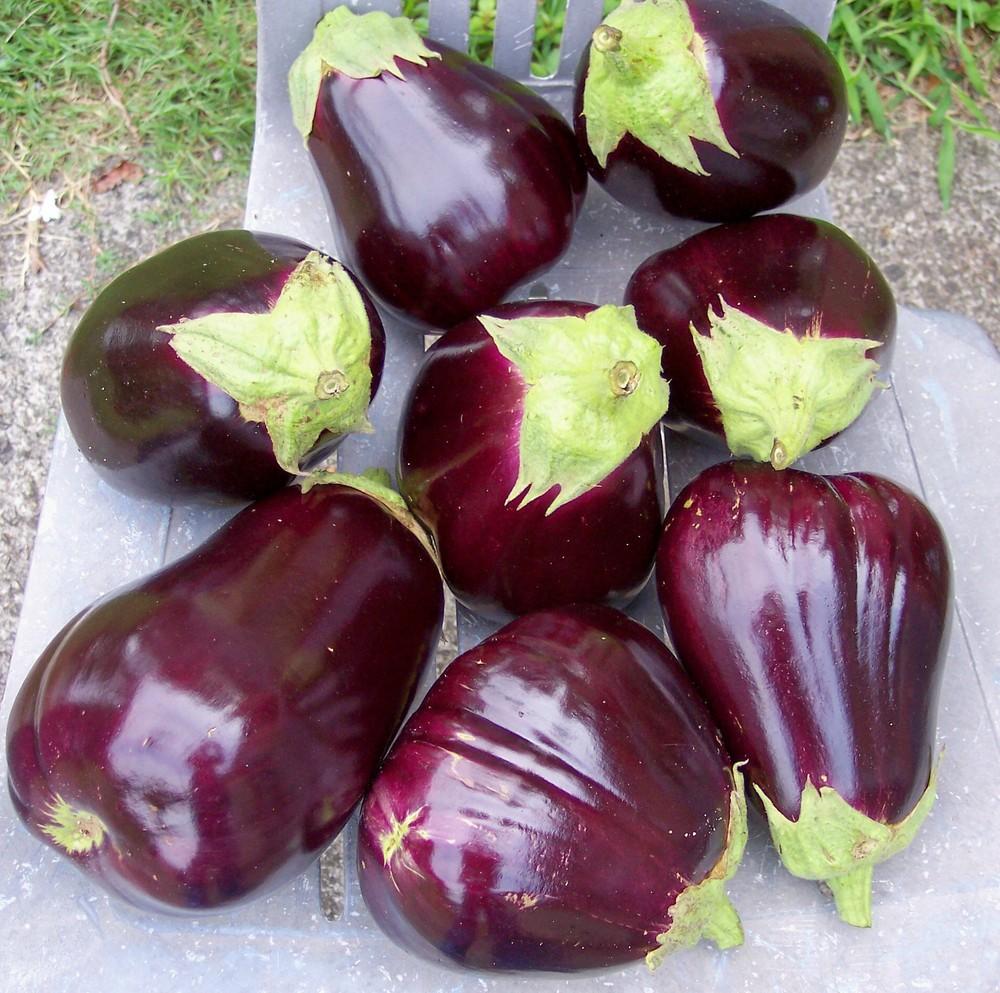 Photo of Eggplant (Solanum melongena 'Black Knight') uploaded by farmerdill