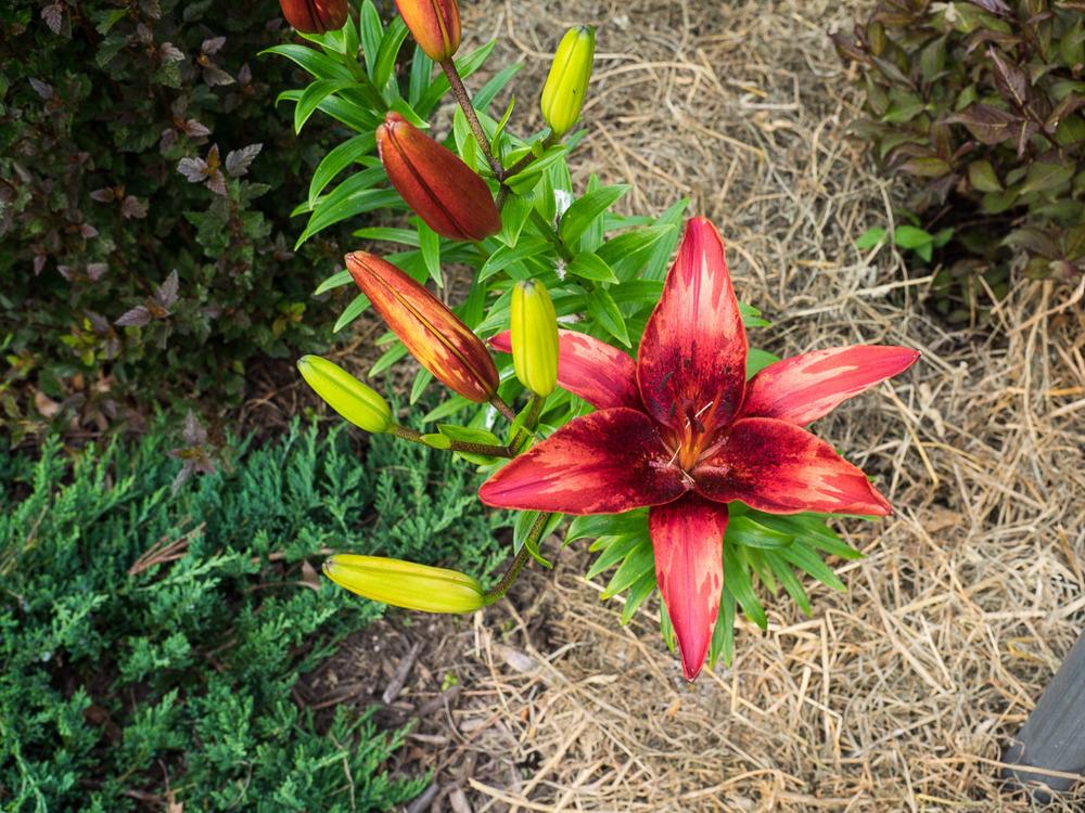 Photo of Lily (Lilium 'Commander in Chief') uploaded by frankrichards16