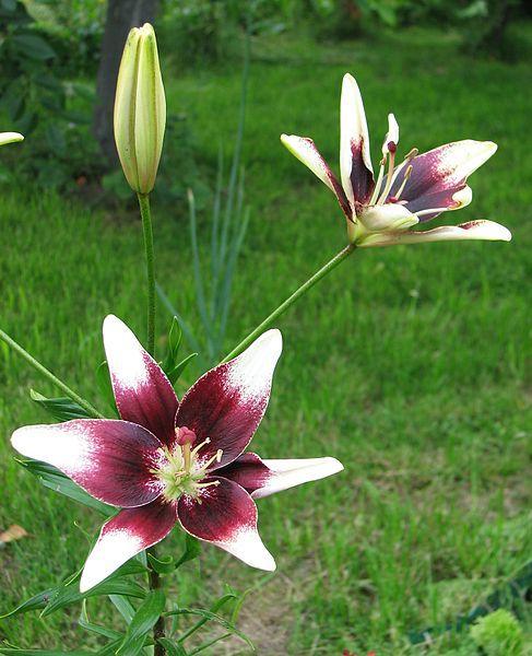 Photo of Lily (Lilium 'Netty's Pride') uploaded by robertduval14