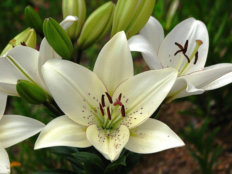 Photo of Lily (Lilium 'Eyeliner') uploaded by robertduval14