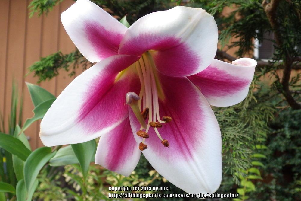 Photo of Lilies (Lilium) uploaded by springcolor
