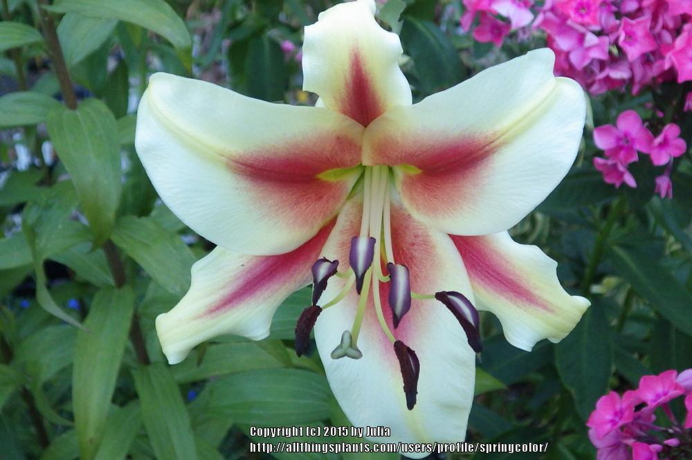 Photo of Lilies (Lilium) uploaded by springcolor