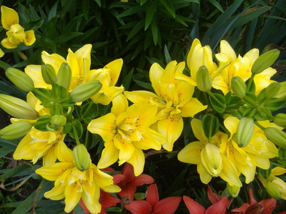 Photo of Lily (Lilium 'Fata Morgana') uploaded by tveguy3