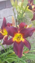 Thumb of 2015-07-07/DogsNDaylilies/13bd7c