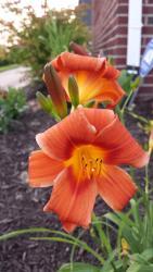 Thumb of 2015-07-07/DogsNDaylilies/3aec39