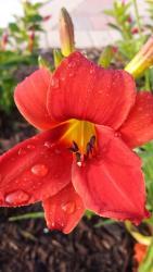 Thumb of 2015-07-07/DogsNDaylilies/9d5f93