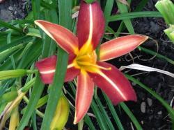 Thumb of 2015-07-07/DogsNDaylilies/bf79e3