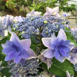 Location: My garden, central NJ, Zone 7A
Date: 7/5/15
Hydrangea Double Delights Star Gazer