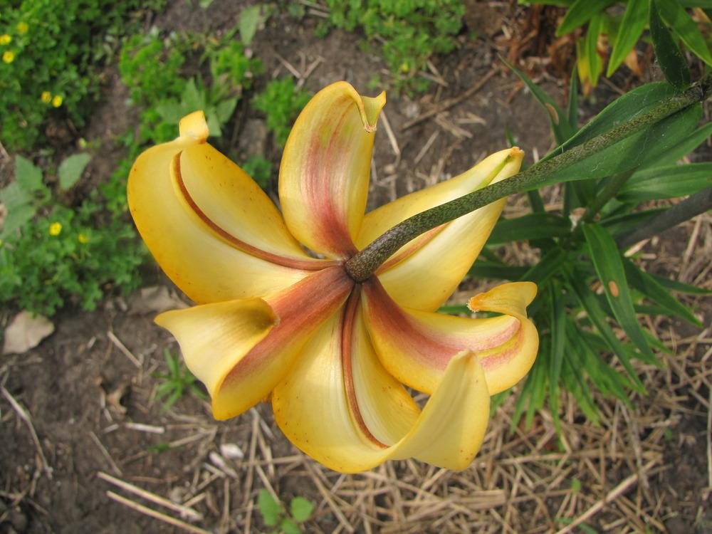 Photo of Lily (Lilium 'Descant') uploaded by Roosterlorn
