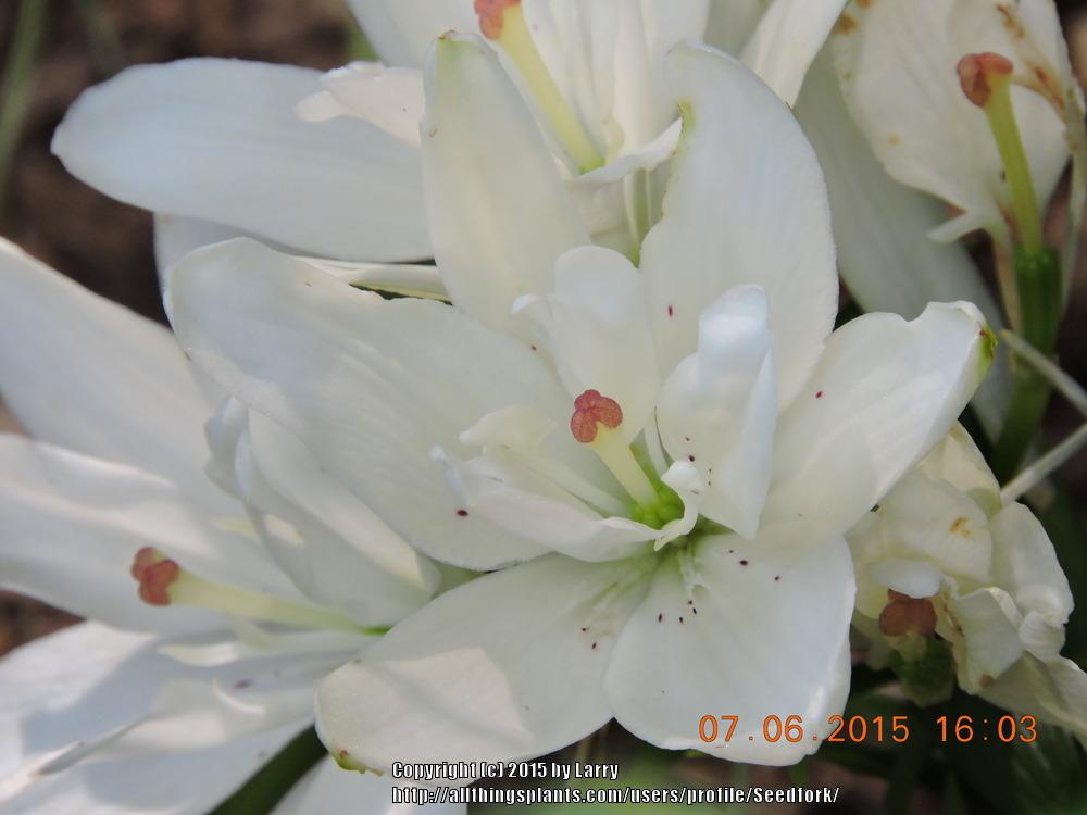 Photo of Lily (Lilium 'Annemarie's Dream') uploaded by Seedfork