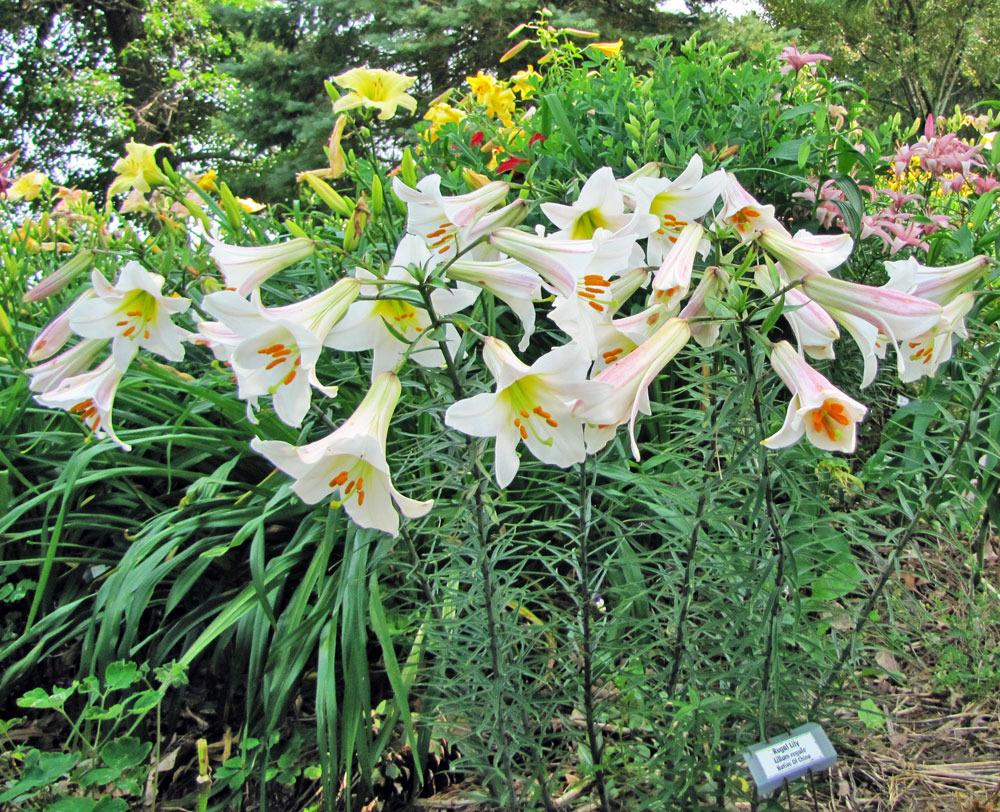 Photo of Regal Lily (Lilium regale) uploaded by TBGDN