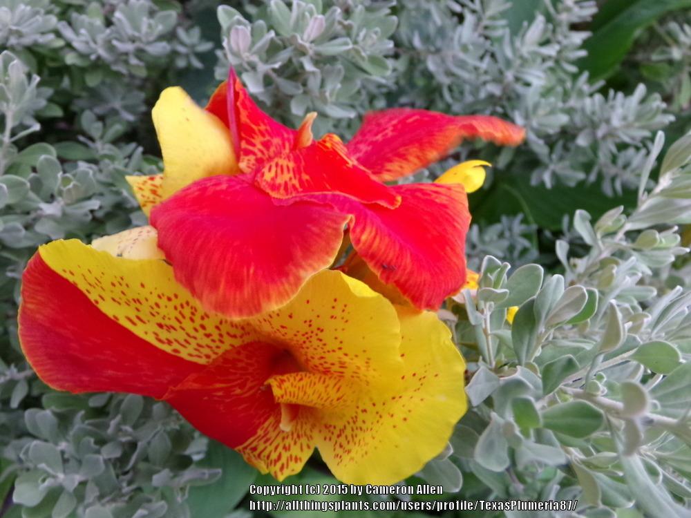 Photo of Canna Lily (Canna 'Yellow King Humbert') uploaded by TexasPlumeria87