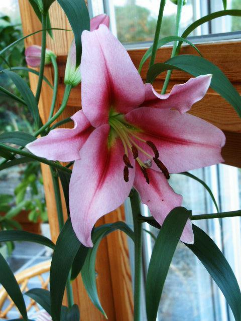 Photo of Lily (Lilium 'Purple King') uploaded by admin