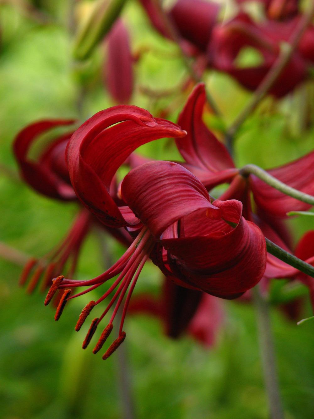 Photo of Lily (Lilium 'Red Velvet') uploaded by admin