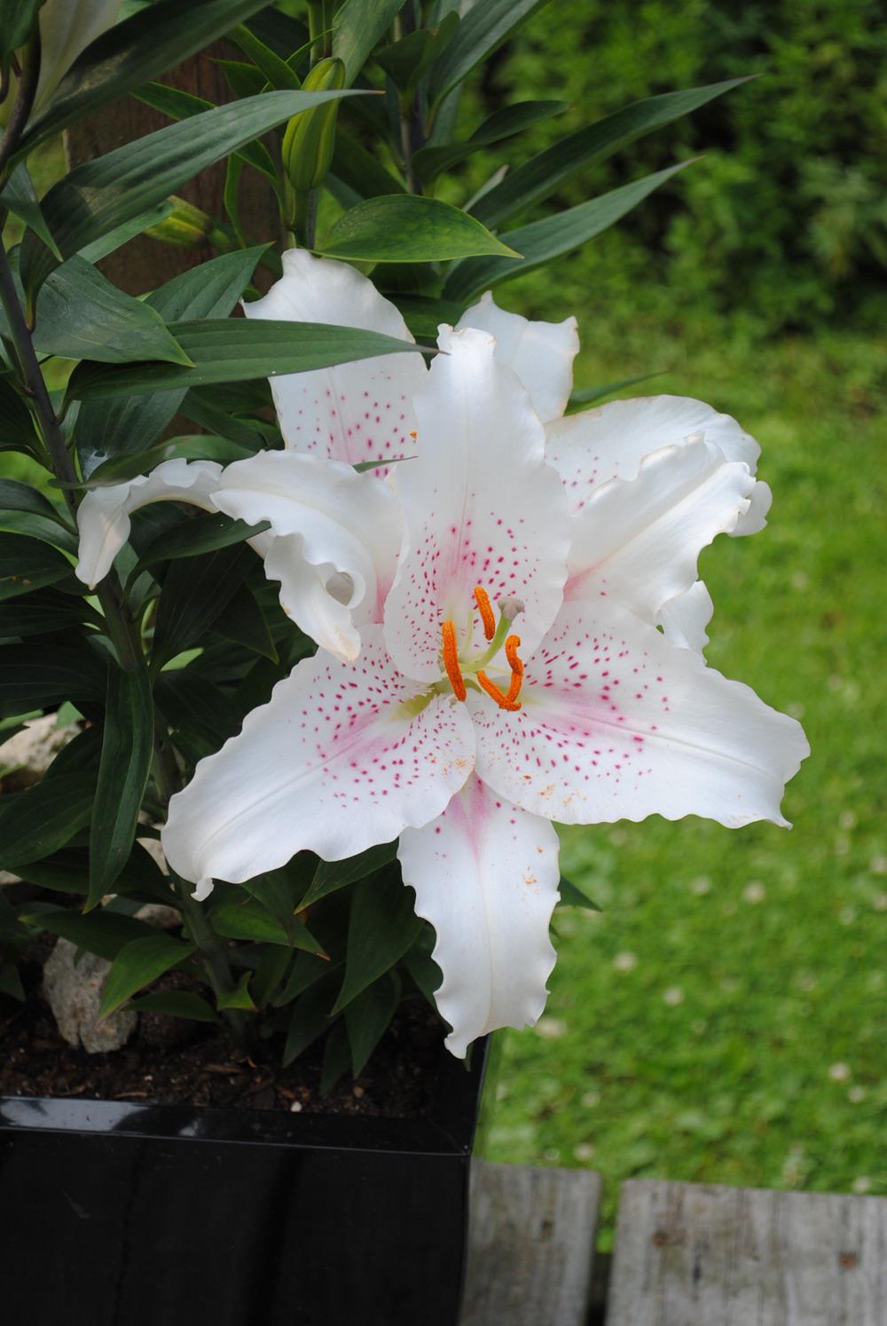 Photo of Oriental Lily (Lilium 'Muscadet') uploaded by chelle