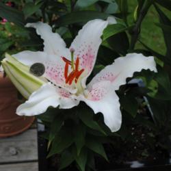 Location: My Northeastern Indiana Gardens - Zone 5b
Date: 2015-07-02
Huge bloom on this container grown plant.