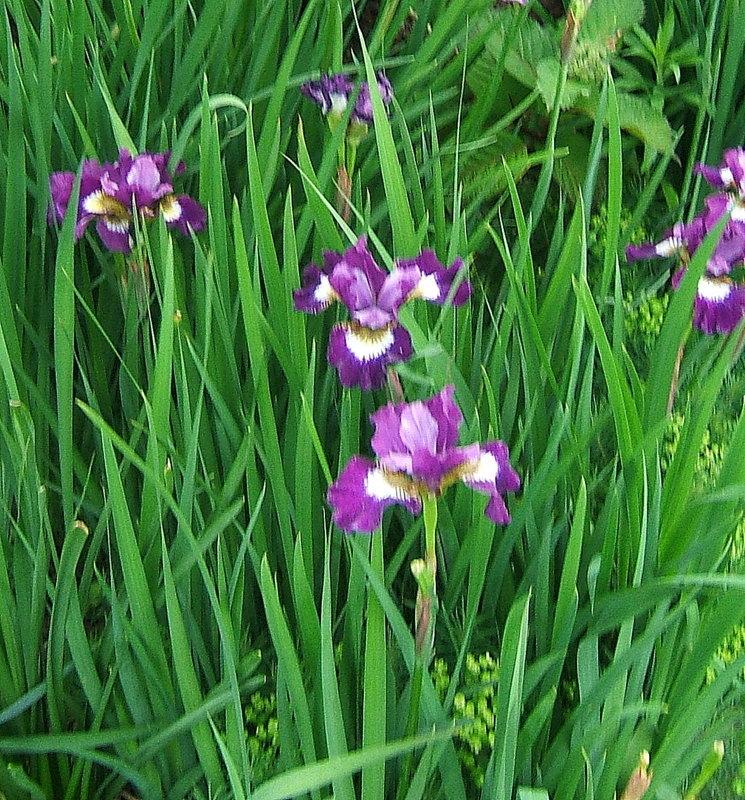 Photo of Siberian Iris (Iris 'Ruffles and Flourishes') uploaded by pirl