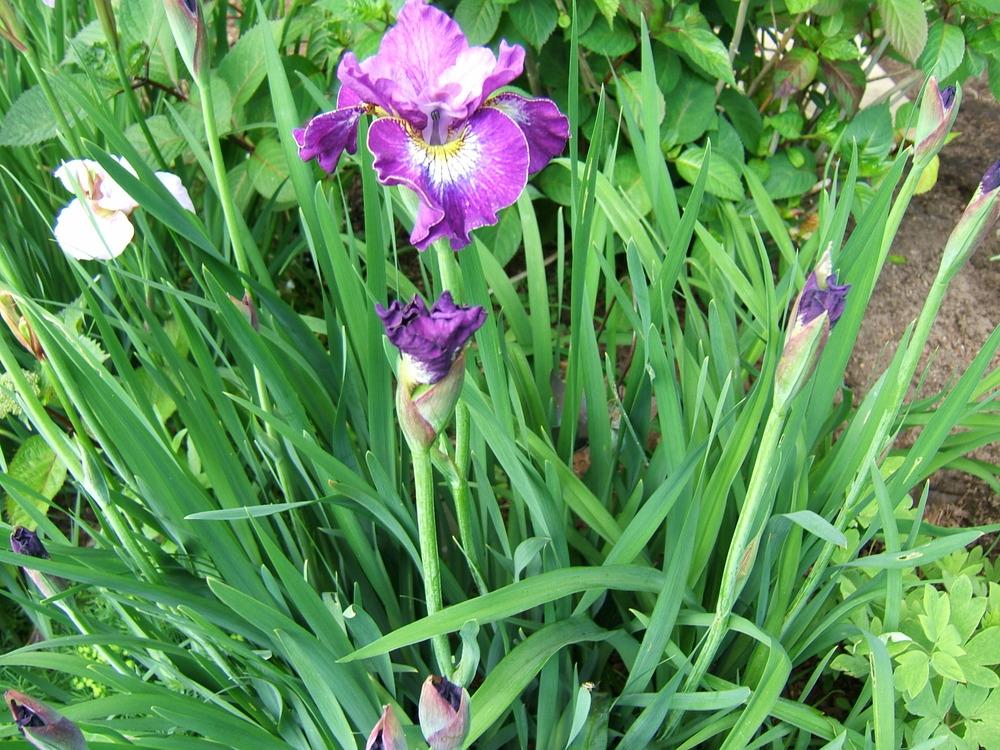 Photo of Siberian Iris (Iris 'Ruffles and Flourishes') uploaded by pirl