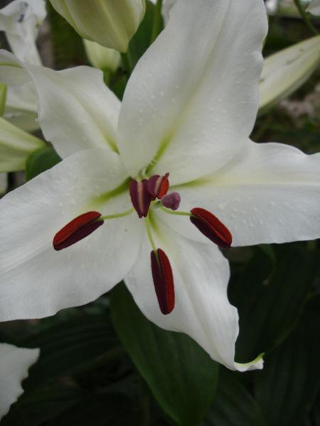 Photo of Lily (Lilium 'Siberia') uploaded by robertduval14