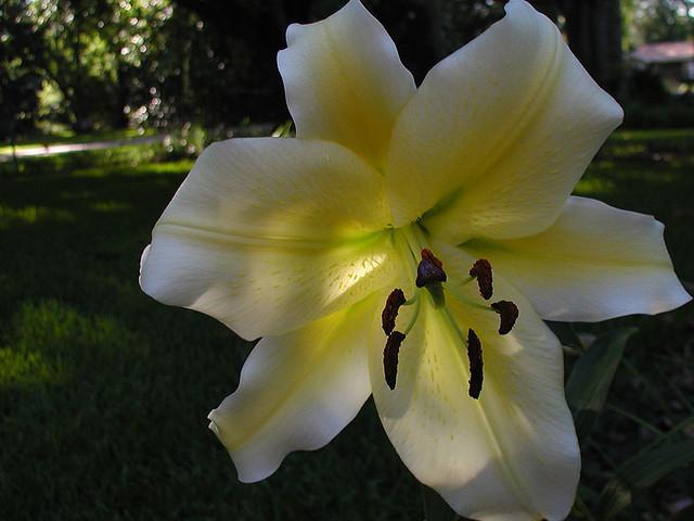 Photo of Lily (Lilium 'Golden Stargazer') uploaded by robertduval14
