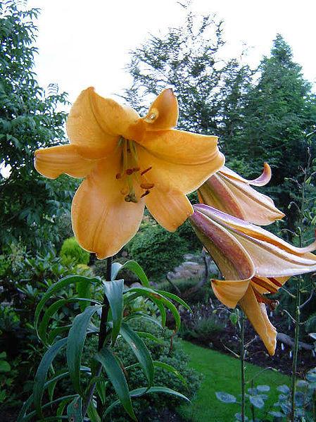 Photo of Lily (Lilium African Queen) uploaded by robertduval14