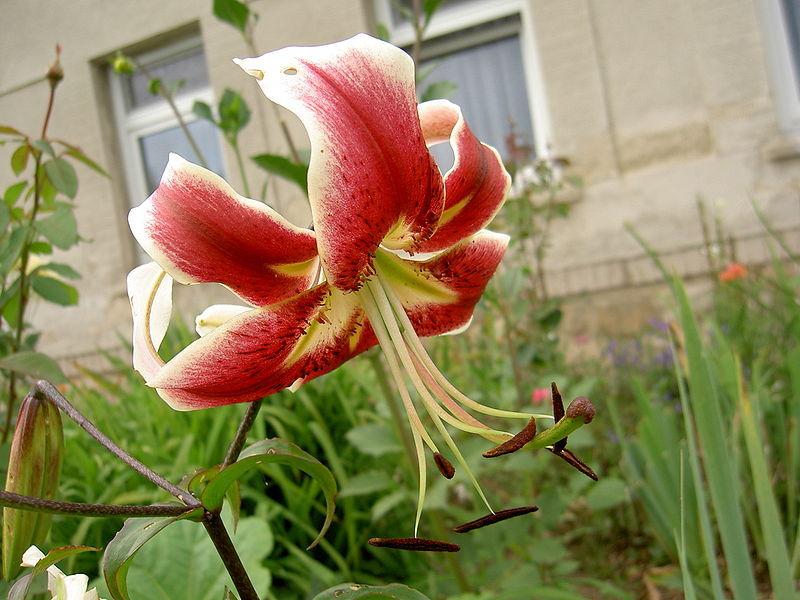 Photo of Lily (Lilium 'Scheherazade') uploaded by robertduval14