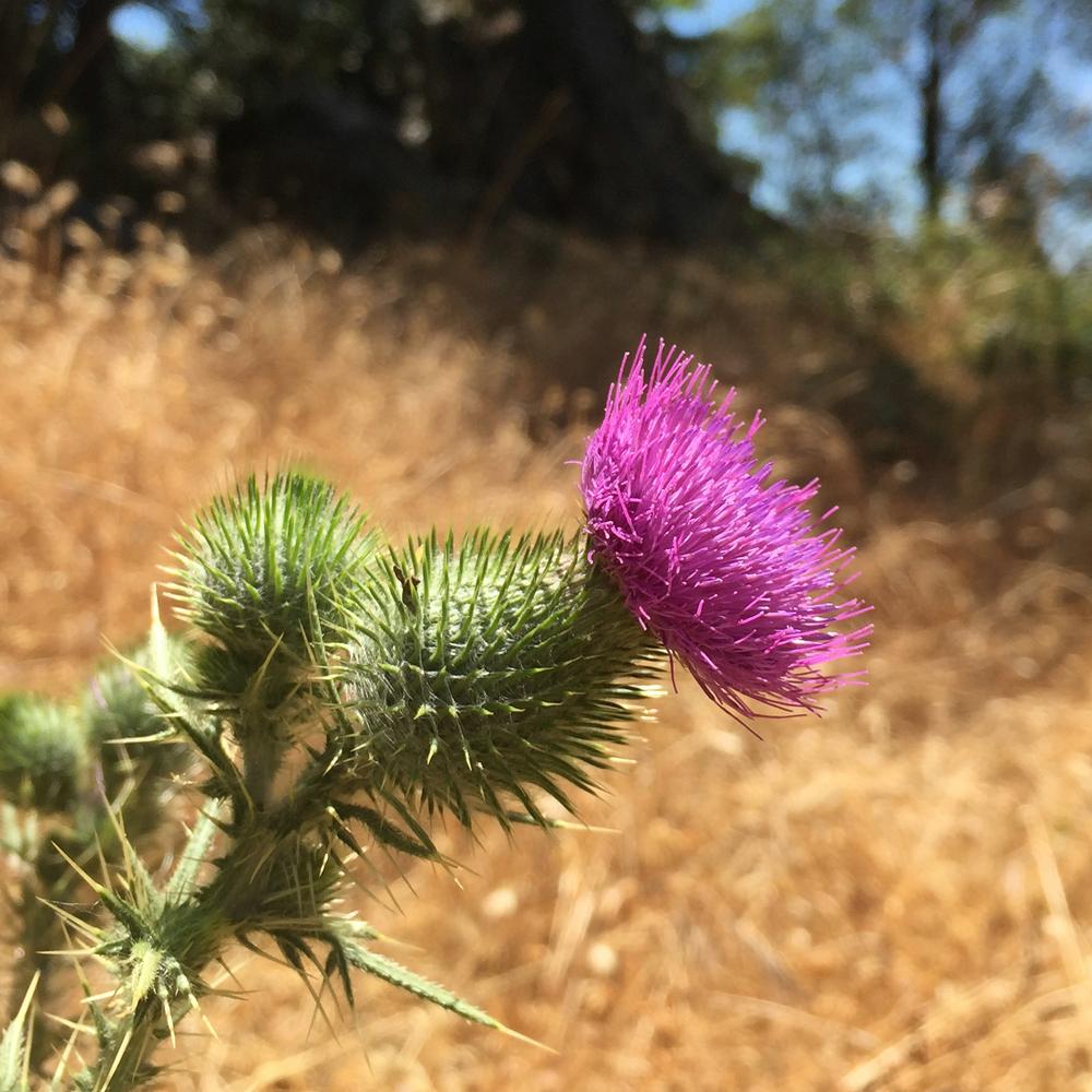 Photo of Bull Thistle (Cirsium vulgare) uploaded by HamiltonSquare