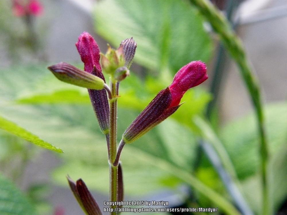 Photo of Autumn Sage (Salvia greggii 'Raspberry Royale') uploaded by Marilyn