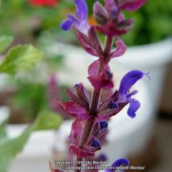 Location: My garden in Kentucky
Date: 2015-07-07
First year bloom and growing in a container