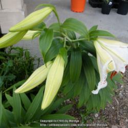 Location: My garden in Kentucky
Date: 2015-07-07
Second year plant.