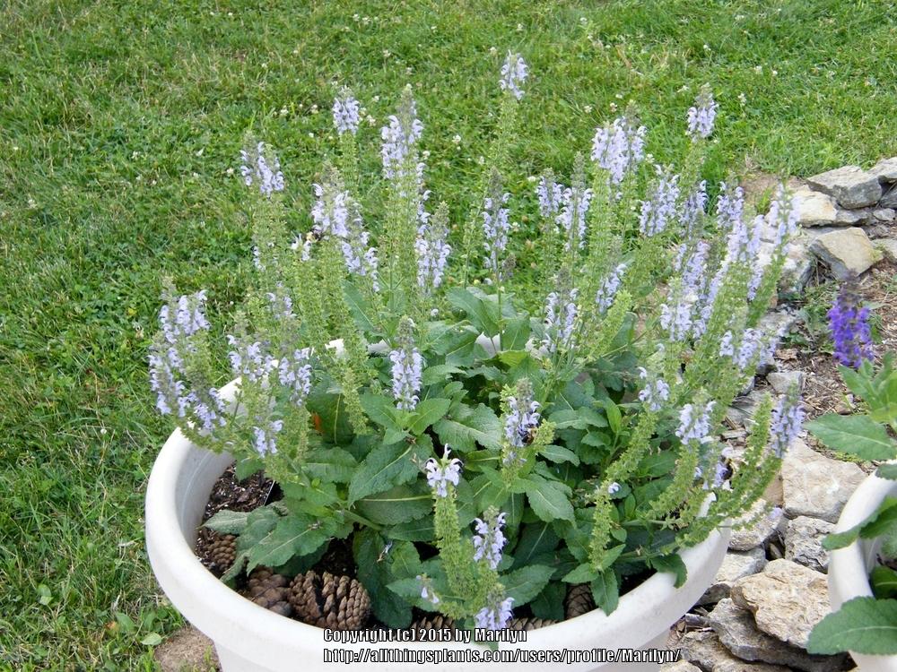 Photo of Sage (Salvia Color Spires® Crystal Blue) uploaded by Marilyn