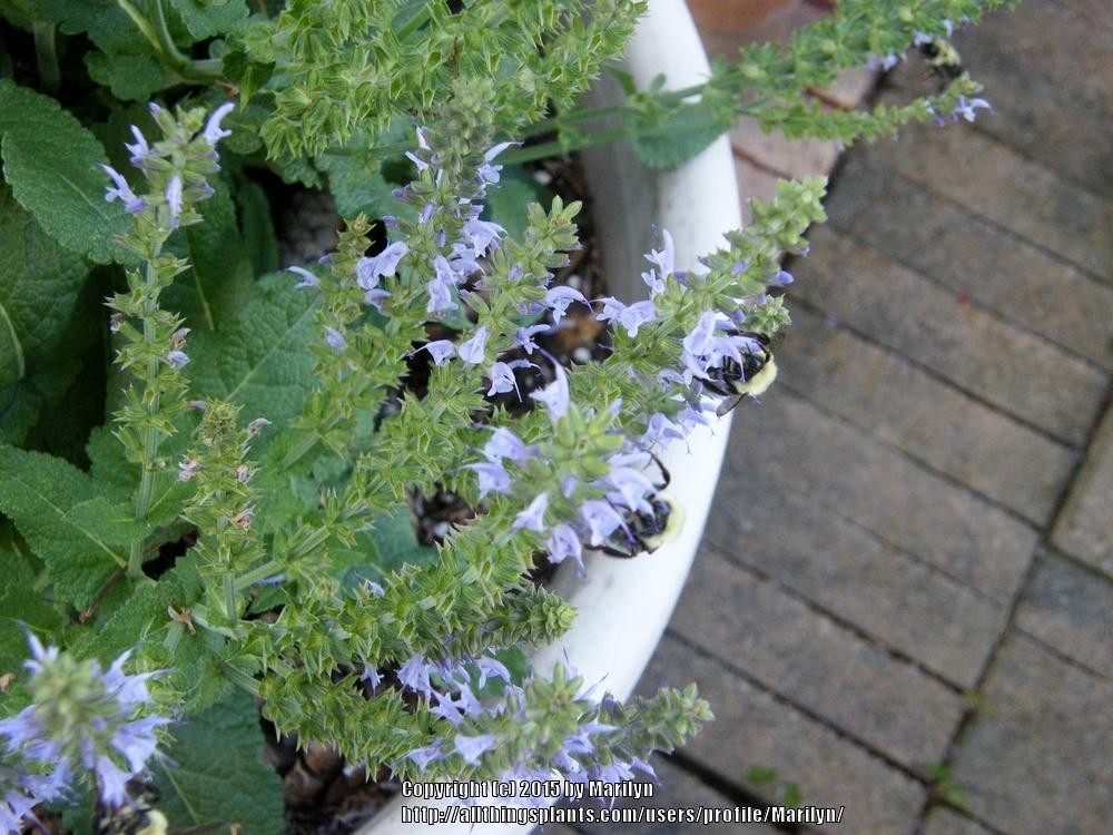 Photo of Sage (Salvia Color Spires® Crystal Blue) uploaded by Marilyn