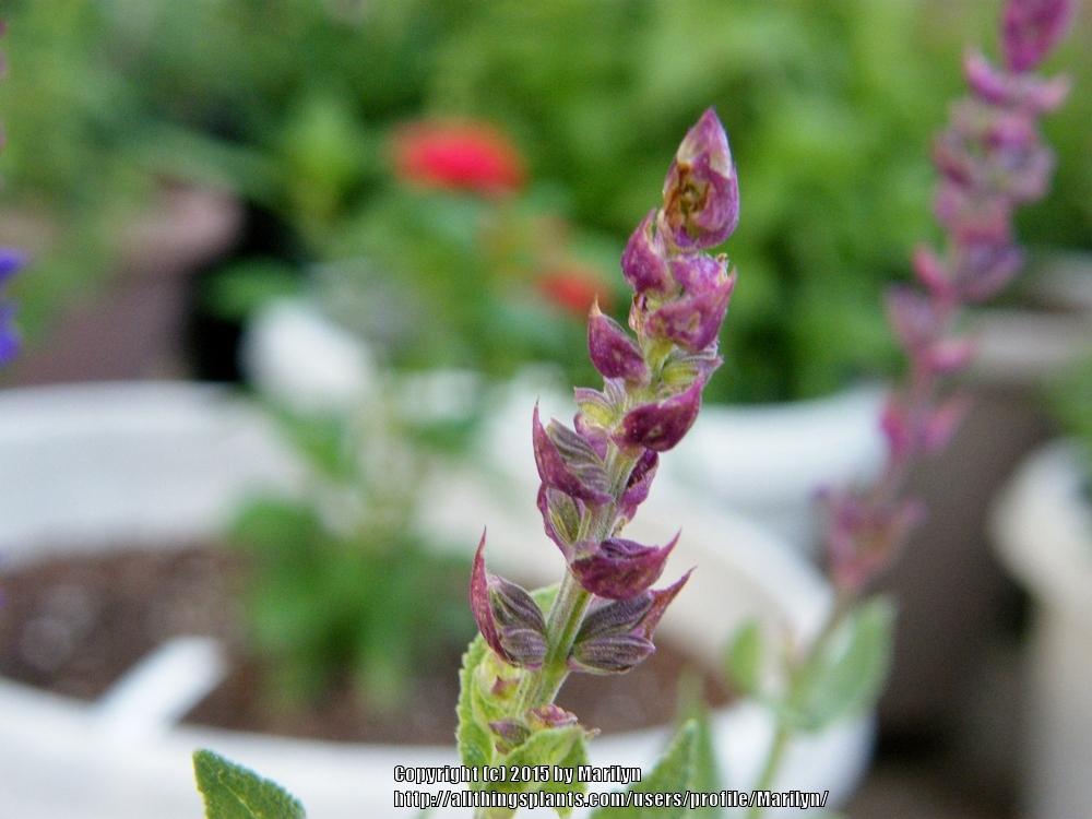 Photo of Meadow Sage (Salvia nemorosa 'Burgundy Candles') uploaded by Marilyn