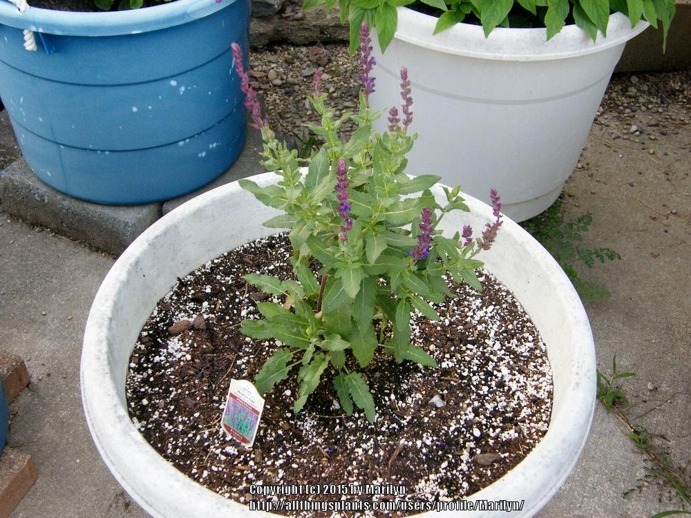 Photo of Meadow Sage (Salvia nemorosa 'Burgundy Candles') uploaded by Marilyn