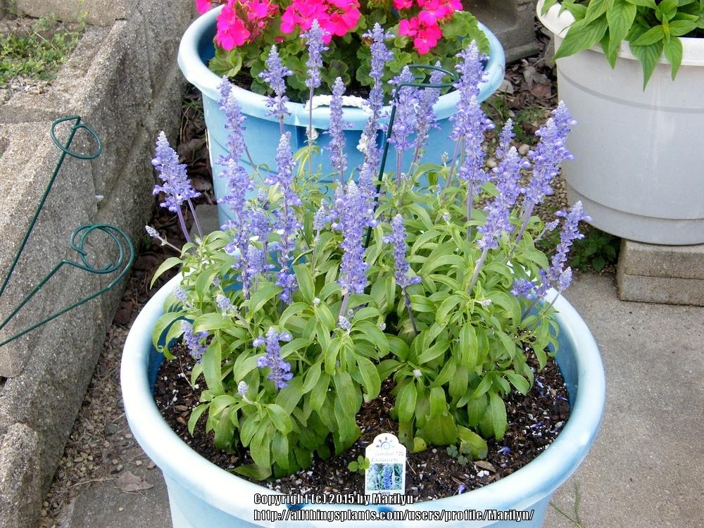 Photo of Salvia (Salvia farinacea Sallyfun™ Blue) uploaded by Marilyn