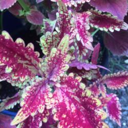 Location: My garden, central NJ, Zone 7A
Date: 7-7-15
Coleus Red Planet