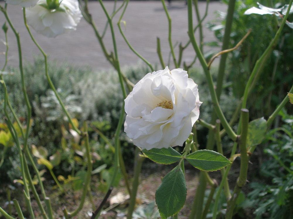 Photo of Rose (Rosa 'Shinju') uploaded by admin