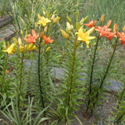 Location: CZ Sirem My garden
Date: 4000-07-09
Orange lilium is 'Loreto', yellow Lilium is 'Eleanor Roosevelt'