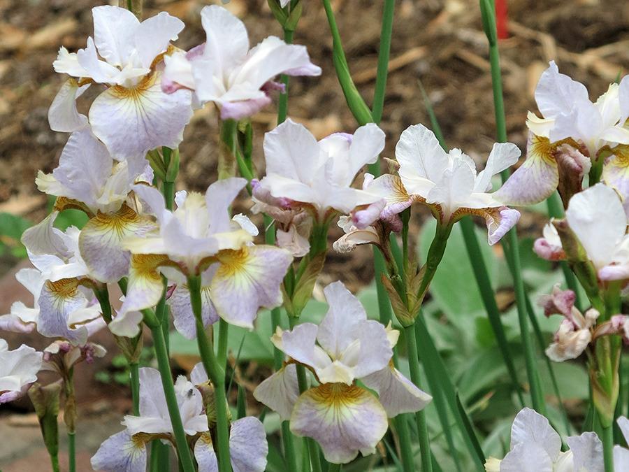 Photo of Siberian Iris (Iris 'Sarah Tiffney') uploaded by eclayne
