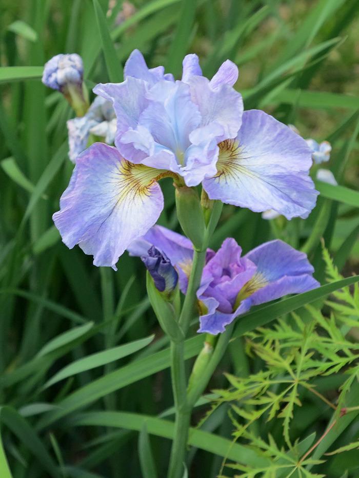 Photo of Siberian Iris (Iris 'Careless Sally') uploaded by eclayne
