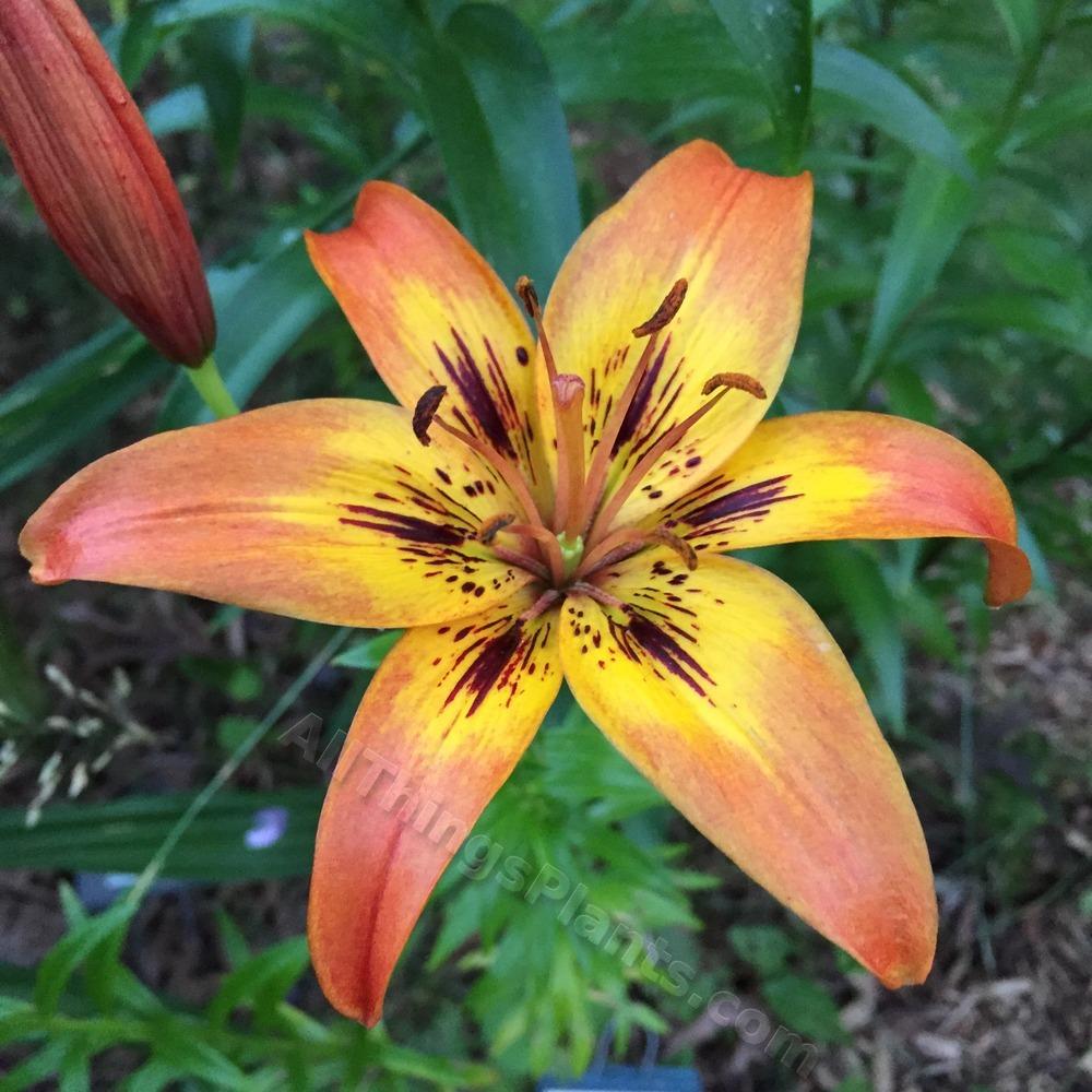 Photo of Asiatic Lily (Lilium 'Cathedral Windows') uploaded by magnolialover