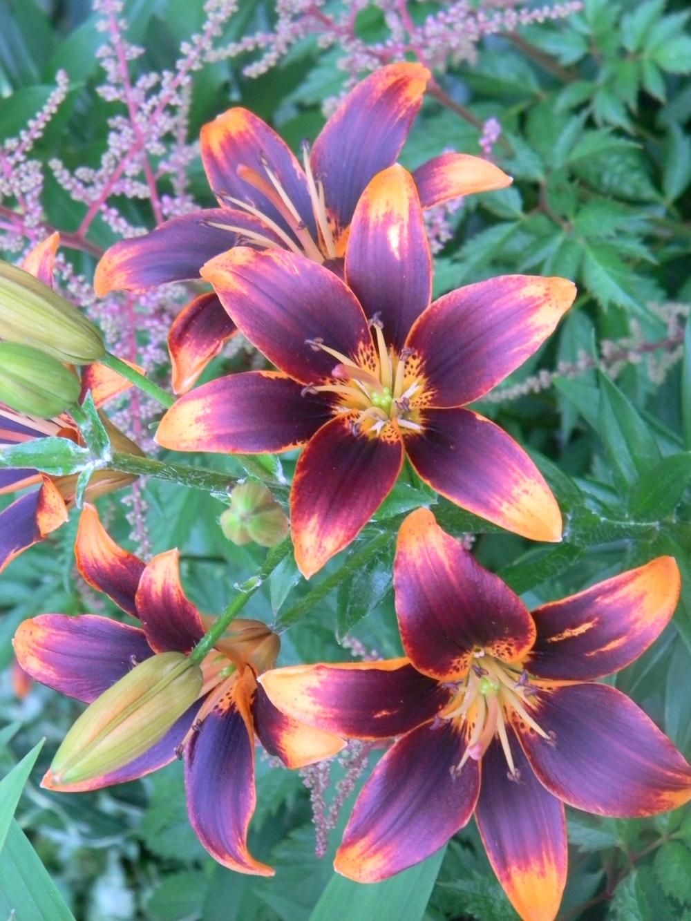 Photo of Asiatic Lily (Lilium 'Forever Susan') uploaded by mattsmom