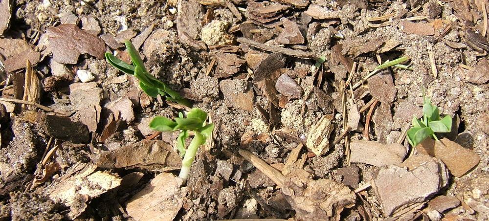 Photo of Snap Pea (Lathyrus oleraceus 'Super Sugar Snap') uploaded by pirl