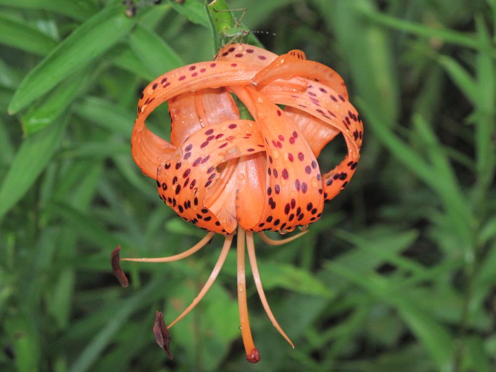 Photo of Tiger Lily (Lilium lancifolium) uploaded by rocklady