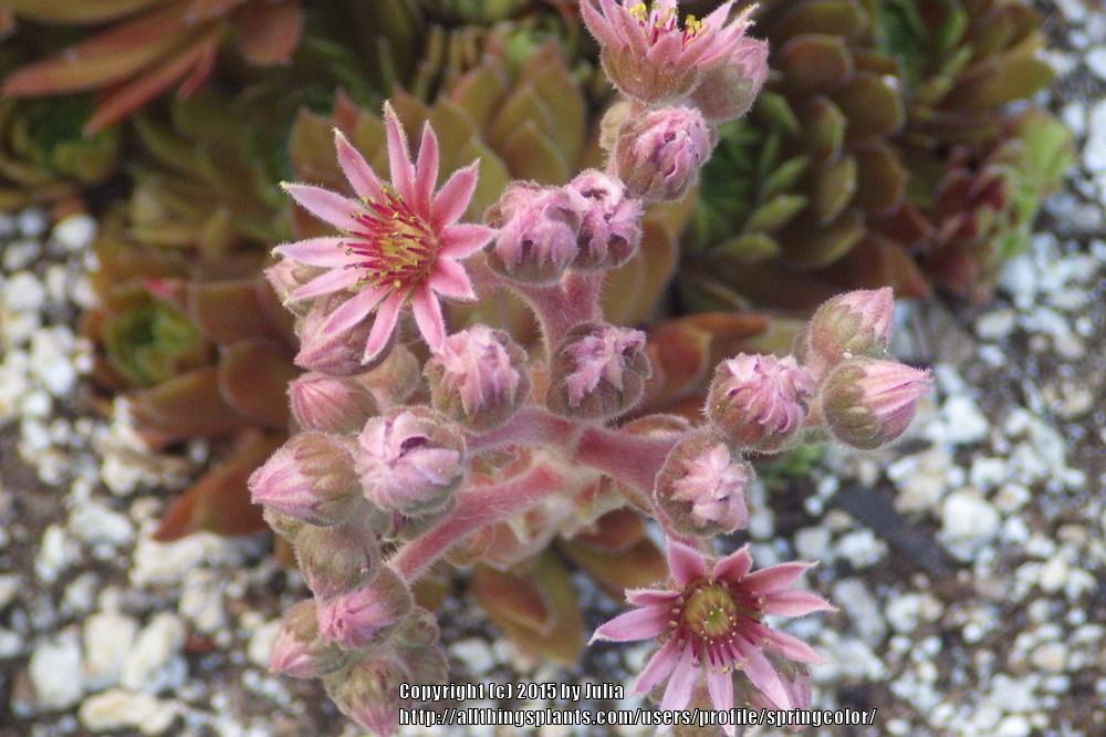 Photo of Hen and Chicks (Sempervivum 'Tordeur's Memory') uploaded by springcolor